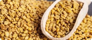 Fenugreek