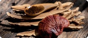 Mushroom Extract
