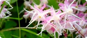 Epimedium